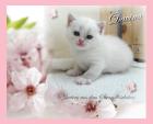 3 3 3 zauberhafte kleine BKH Colourpoint m. P. sucht DICH 98