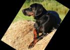 Polnische Jagdhunde Polski Gonczy