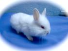 Zwergkaninchen Jungtiere und Zuchttiere suchen neues Zuhause