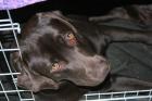 S Intelligenter wunderschöner brauner Labrador Working Dog ausgeglichen un