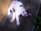 2 Monat alte babykatze sucht ein zuhause