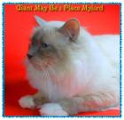 Hl. Birma Deckkater EU. Ch. Giant May Be s Place Mylord lilac point hat noch Termi