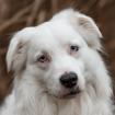 MYLINO - Australian Shepherd - 2 Jahre - Tierhilofe-Franken e. V.