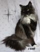 Maine Coon Babys