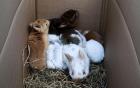 Kaninchen 8 Wochen 10 - Euro