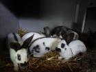 Kaninchen zu verkaufen