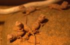 Taubagame Tympanocryptis tetraporophora 0. 0. 5