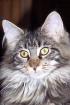 Maine-Coon Joungster