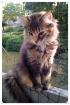 Noch 2 reinrassige Norweger Kitten