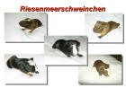 Cuy Riesenmeerschweinchen
