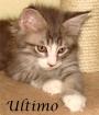 Maine Coon Babys ab 300Euro