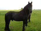 Verk. Friesenhengst