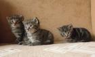 Sehr handzahme supersüße Katzenbabys abzugeben