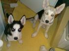 2 Wunderschöne Husky welpen ansehen lohnt