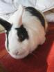 1 weibl. Hase sucht ein neues zu Hause