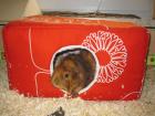 Kuschelsachen Kuscheltunnel Hängematten usw. für Meerschweinchen Ratten us