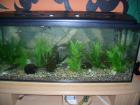 Aquarium 240l maße 120x50x40 Zubehör Fische Pflanzen .