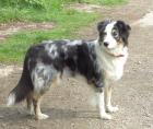 Suche Australian Shepherd Deckrüde