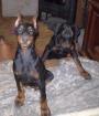 Dobermannwelpen - gleich zur Abnahme sind schwarze Dobermannhündinen fast 4 M.