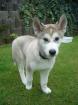 Super-süßer Husky Welpe rüde sucht liebevolles Zuhause