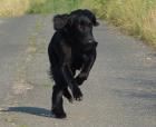 Individueller Service Rund um den Hund mit 3