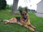 Pascha sucht ein neues Zuhause