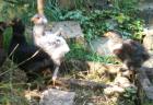 Araucana-Zwerg-Brahma Mischlinge suchen zu Hause