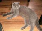 Wunderschöner Bkh Deckkater blue mit Papieren
