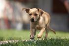 Obligatorischer Theoriekurs für Erst-Hundehalter Sachkundennachweis SKN für Hun