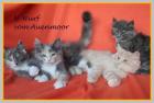 Norwegische Waldkatzen Kitten PLZ 217xx - umzugsbereit