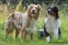 Australian Shepherd Zuchtrüden und Welpenvermittlung ASCA