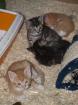 Kleine Katzenkinder suchen neues Zuhause
