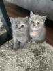 Britisch Kurzhaar Kitten