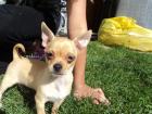 Süßer Chihuahuawelpe