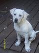 Wir suchen DRINGEND ein liebes Herrchen