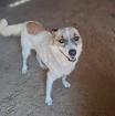 Eri - eine sensible Hundedame