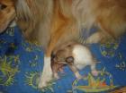 Hallo unsere Collie hündin hat ein süßes baby .