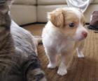 Chihuahua-Welpen mit VDH / FCI - Papiere n