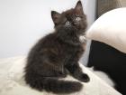 Chinchilla Perser Katze