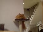 Kater Sammy sucht Katze zum Decken