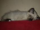 Ein süßer Kater