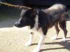 Linda weil sie an Räude litt sollte die Border Collie Mix-Dame eingeschläfer