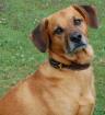 Hundeschule Alfo