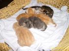 Maine Coon Kitten