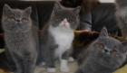 Exotic Shorthair Mädchen kurzhaarige Perser