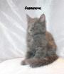 Maine Coon Kitten aus Hobbyzucht zu verkaufen