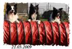 Hundeschule Spaß mit Kopf Pfötchen