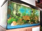 Aquarium mit 15 Fischen zuverkaufen
