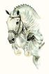 Reitanlage Gesucht Dringend