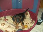 Beaglemixwelpen